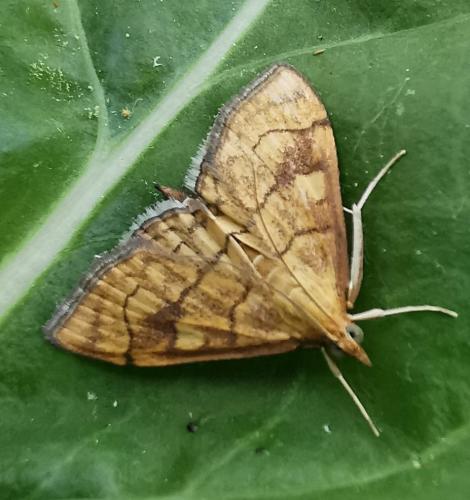 Réf. 329 997 : Anania verbascalis